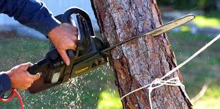 Why Choose Our Tree Removal Services in Stamford, TX?