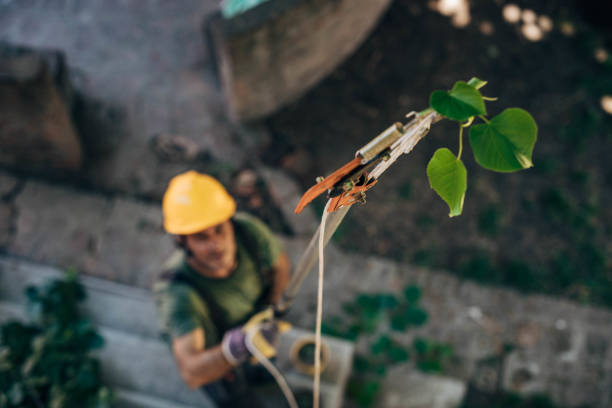 Stamford, TX  Tree Services Company